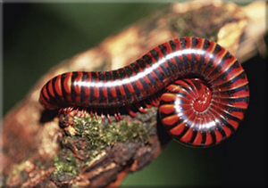 Millipedes For Sale