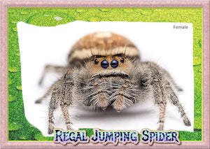 Female Regal Jumping Spider (Phiddipus regius) + Complete Habitat & Feeder Insects