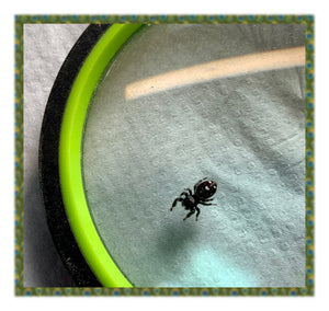 Male Regal Jumping Spider (Captive Bred)