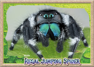 Adult Male Regal Jumping Spider + Complete Habitat & Feeder Insects