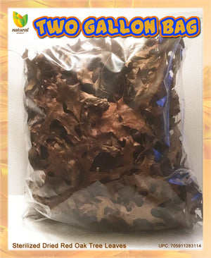 Red Oak Dried Leaves For Terrarium-Vivarium-Insect Habitat