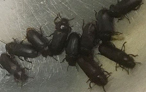 300 Young Darkling (mealworm) Beetles - New Colony Starters - Fun and Educational