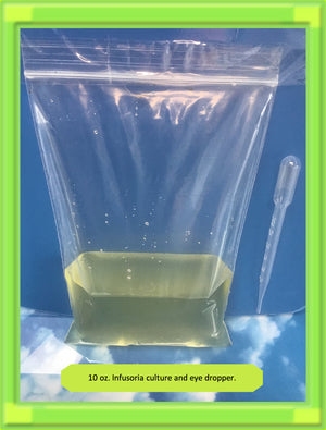 INFUSORIA .. Fresh Large 10 oz Active Culture .. Live food for tiny fry-betta fry.