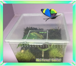 Mini-Forest Habitat with butterfly on lid