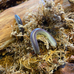 Rare Purple Ivory Millipede (Chicobolus spinigerus) Educational-Active-Fun-Pet