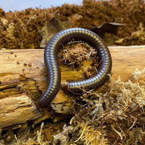 Giant Chocolate Desert Millipede on wood and moss