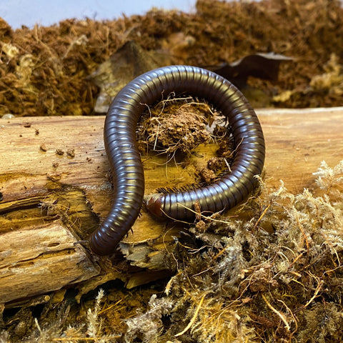 Millipedes For Sale