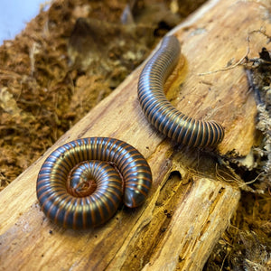 Giant Pink Foot Millipede...Easy Care...Fun Classroom Project