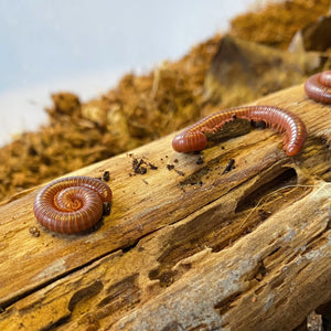 Scarlet Millipede - Beginners pet -- Educational Fun
