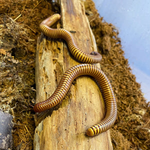 Giant Gold Millipede ( Orthroporus ornatus) Educational & Fun