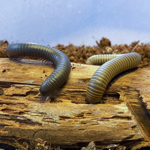 Smoky Oak Millipede (NARCEUS GORDANUS) Educational & Fun