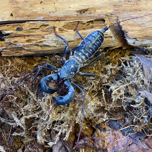 Vinegaroon whiptail scorpion on natural habitat