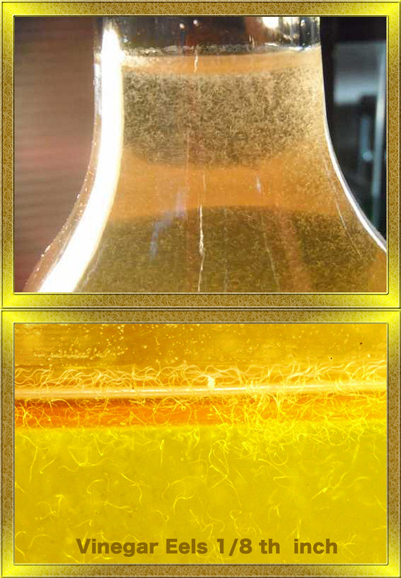 How to Culture Vinegar Eels to Feed Tiny Aquarium Fish Fry - Aquarium Co-Op How to Culture Vinegar Eels to Feed Tiny Aquarium Fish Fry - Aquarium Co-Op