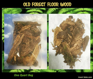 Old Forest Floor Wood...  A Natural Food For Isopods and Millipedes