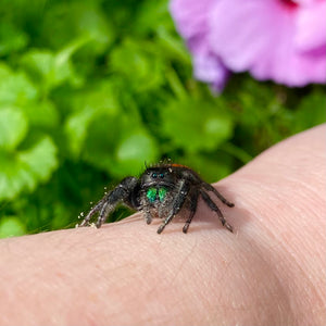 Female Johnson's Jumping Spider (Phidippus Johnsoni)