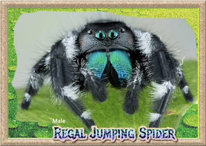 Close-up of adult male regal jumping spider on leaf