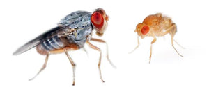 Fruit Flies and Fruit Fly Culture Supplies