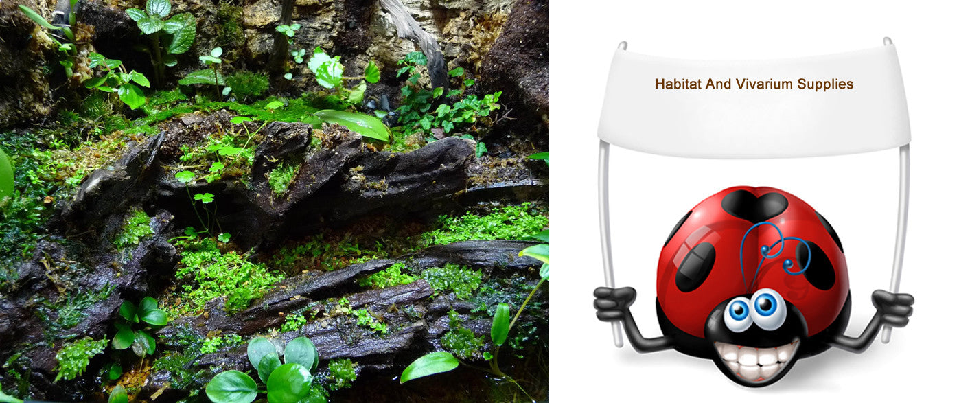 Habitat And Vivarium Supplies Insect