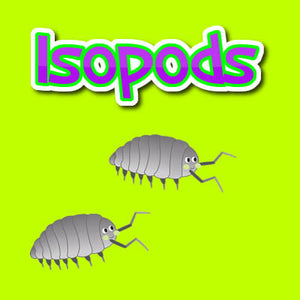 Isopods  (Also known as Pill Bugs - Roly Polys - Sow Bugs)