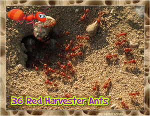 *40* Active Western Harvester Ants For Ant Farms