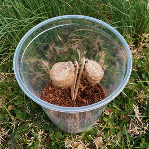2 Live Chinese Praying Mantis Eggs & Hatching Container - Fresh For This Season