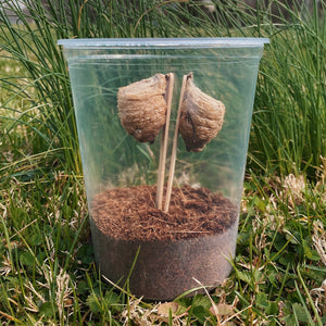 2 Live Chinese Praying Mantis Eggs & Hatching Container - Fresh For This Season