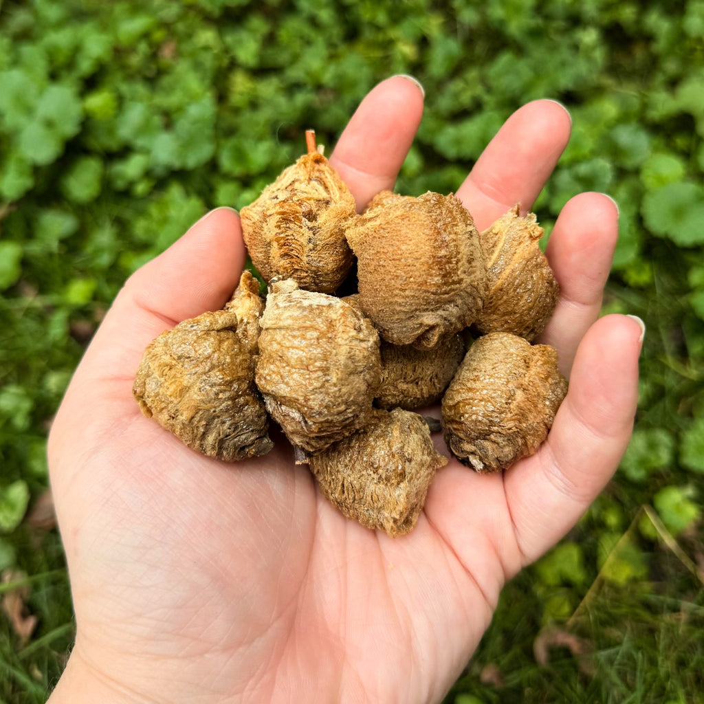 10 Chinese Praying Mantis Eggs - Fresh For the Season - Hatching NOT Guaranteed