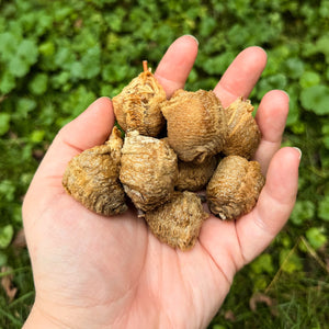 10 Chinese Praying Mantis Eggs - Fresh For the Season - Hatching NOT Guaranteed