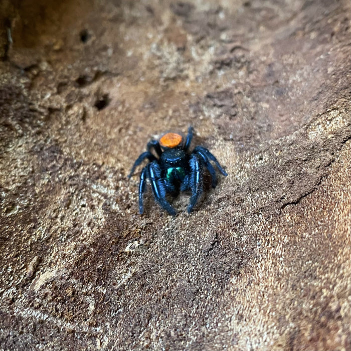 Male Phidippus Johnsoni Jumping Spider