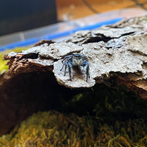 Female Boreal Jumping Spider (Phidippus Borealis)