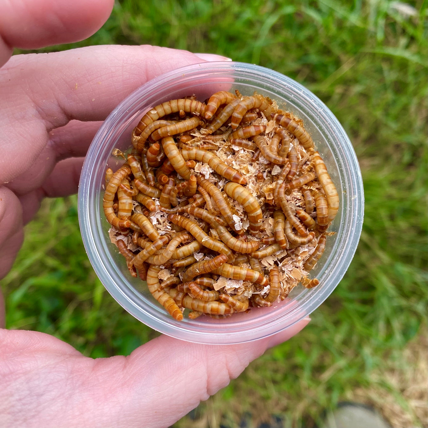 Cup of 25 Mealworms - Add On ONLY – Insect Sales.com