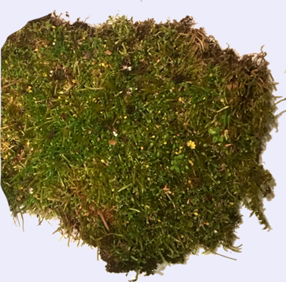 Lush Forest Floor Moss for pet habitats