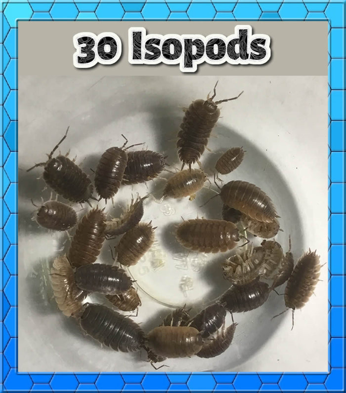 30 Live Fast Producing Isopods - Family Fun - Educational