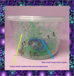 LIVE ANTS *40* Active Western Harvester Ants For Ant Farms + Free Ant Food