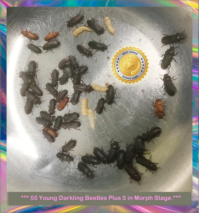 55 Young Darkling (mealworm) Beetles - New Colony Starters - Fun and Educational
