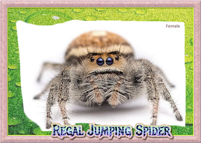 Sub-Adult Female Regal Jumping Spider