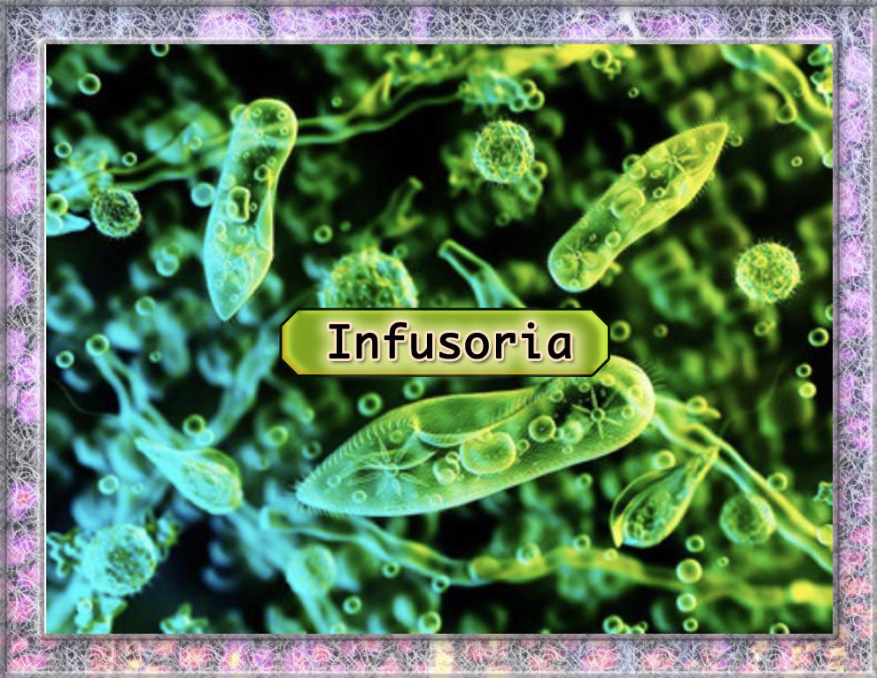 Infusoria INFUSORIA .. Fresh Large 10 oz Active Culture .. Live food for tiny fr ...