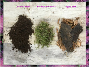 Mini-Forest Habitat With Aged Bark + Forest Floor Moss + Coconut Fiber