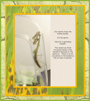 Praying Mantis Clear Plastic Ventilated Habitat -Convenient Handle Design