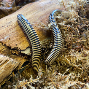 Two Ivory Millipedes (Chicobolus spinigerus) -- Educational-Fun
