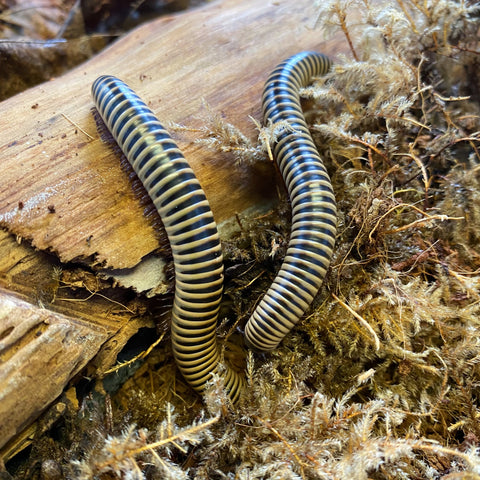 Millipedes For Sale