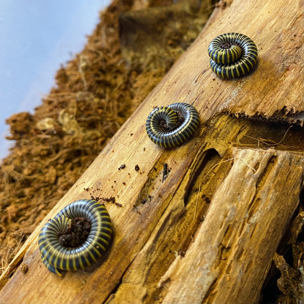 Bumble Bee Millipede (Anadenobolus monilicornis) Educational & Fun - Easy to Keep