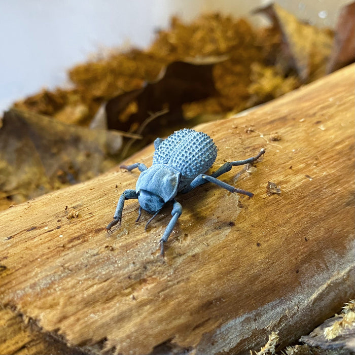 Desert Ironclad Beetle or  Blue Death Feigning Beetle-Educational and Fun