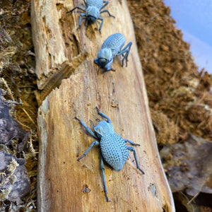 Desert Ironclad Beetle or  Blue Death Feigning Beetle-Educational and Fun