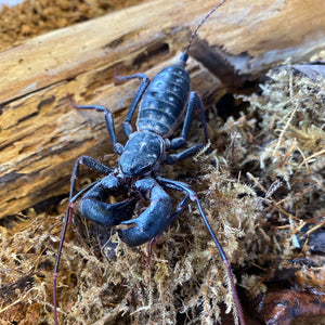 Vinegaroon---Whiptail Scorpion (Mastigoproctus Giganteus) Fun Pet - Educational