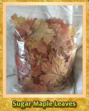 Sugar Maple Leaves-Terrarium-Vivarium-Insect Habitat-2 Gallon Bag