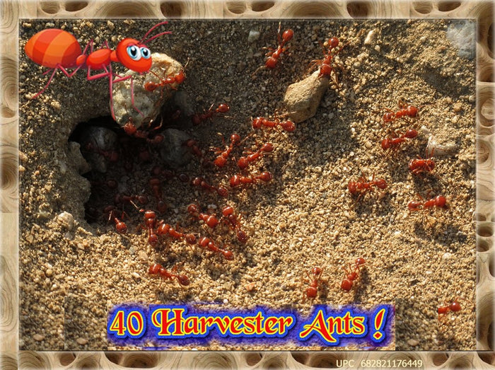 LIVE ANTS *40* Active Western Harvester Ants For Ant Farms + Free Ant Food
