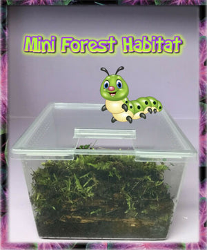 Mini-Forest Habitat With Aged Bark + Forest Floor Moss + Coconut Fiber