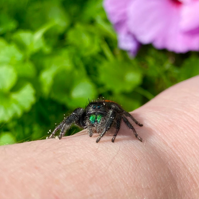 Female Phidippus Johnsoni Jumping Spider