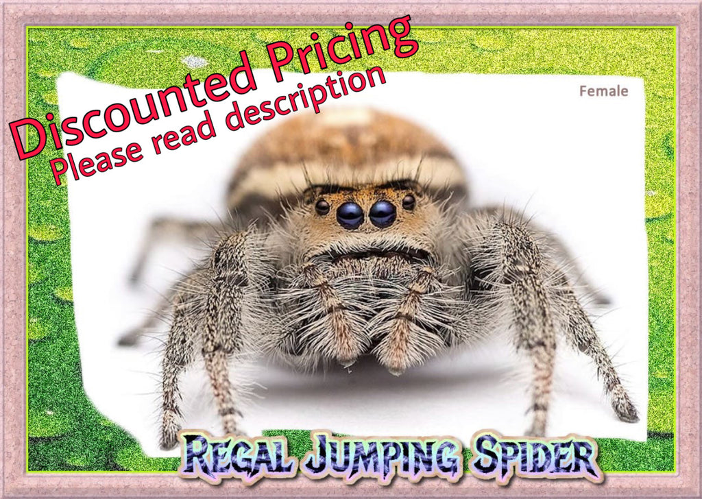(Special Pricing) One Female Regal Jumping Spider